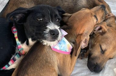 Campanha de adoção busca novos lares para cães e gatos