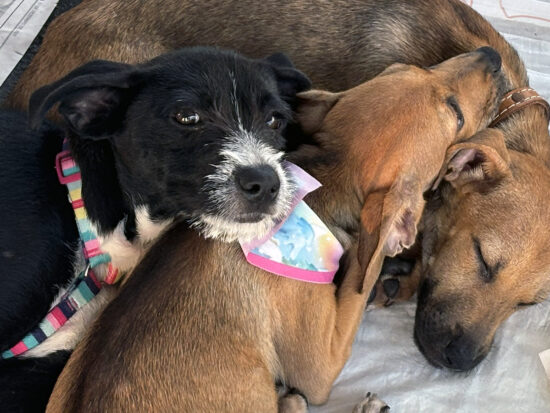 Campanha de adoção busca novos lares para cães e gatos