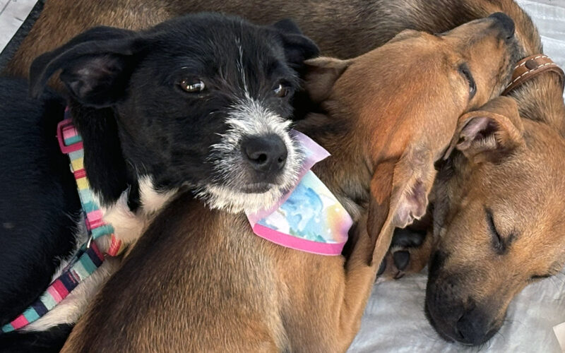 Campanha de adoção busca novos lares para cães e gatos