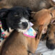 Campanha de adoção busca novos lares para cães e gatos