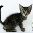 RioMar promove mostra fotográfica de pets que aguardam adoção