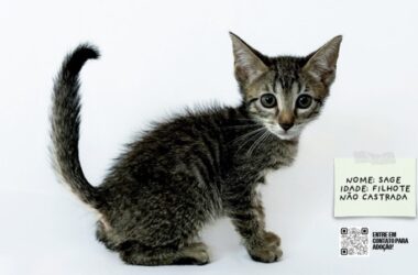 RioMar promove mostra fotográfica de pets que aguardam adoção