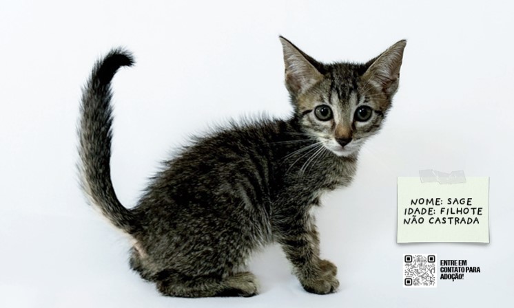 RioMar promove mostra fotográfica de pets que aguardam adoção