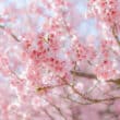 Festa da Cerejeira em Campos do Jordão tem data marcada, com atrações típicas e gastronomia japonesa