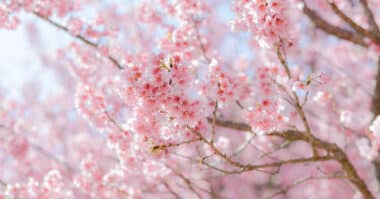 Festa da Cerejeira em Campos do Jordão tem data marcada, com atrações típicas e gastronomia japonesa