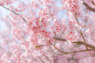 Festa da Cerejeira em Campos do Jordão tem data marcada, com atrações típicas e gastronomia japonesa