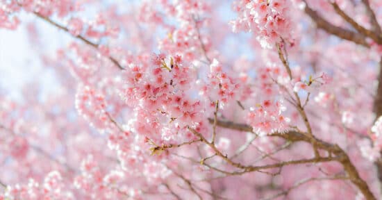 Festa da Cerejeira em Campos do Jordão tem data marcada, com atrações típicas e gastronomia japonesa