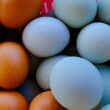Mercado de ovos ganha força com proteínas premium