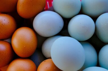 Mercado de ovos ganha força com proteínas premium