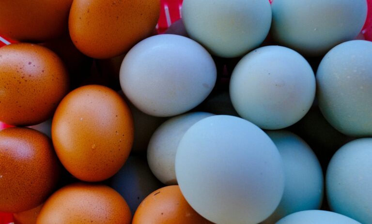 Mercado de ovos ganha força com proteínas premium