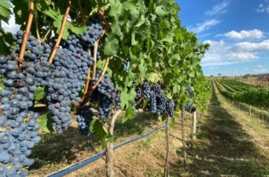 O vinho que nasceu no terroir de Lula na zona do agreste de Pernambuco