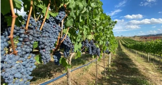 O vinho que nasceu no terroir de Lula na zona do agreste de Pernambuco