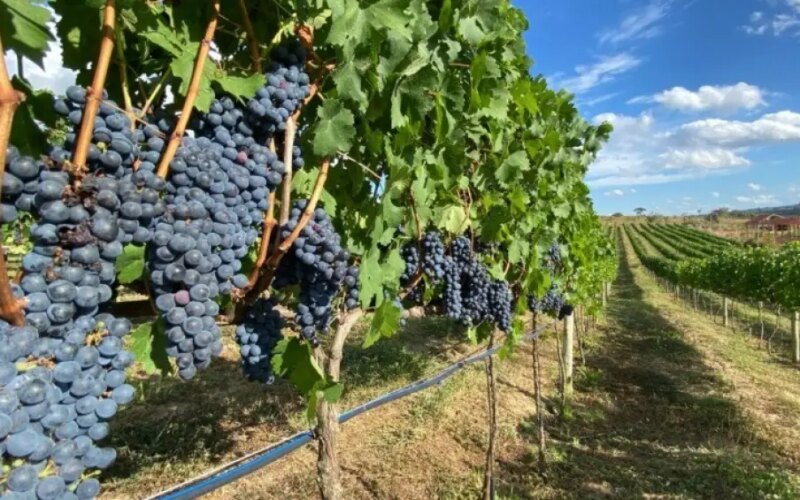 O vinho que nasceu no terroir de Lula na zona do agreste de Pernambuco