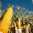 BNB financia R$ 396 milhões para custeio agropecuário em Sergipe
