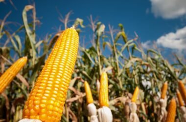 BNB financia R$ 396 milhões para custeio agropecuário em Sergipe