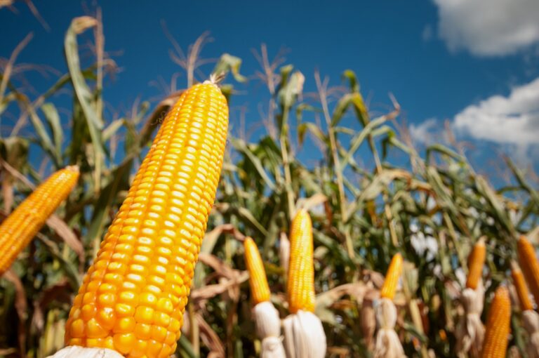 BNB financia R$ 396 milhões para custeio agropecuário em Sergipe