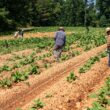 Produtores rurais podem acessar garantia da produção agrícola no Banco do Nordeste