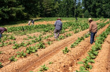 Produtores rurais podem acessar garantia da produção agrícola no Banco do Nordeste