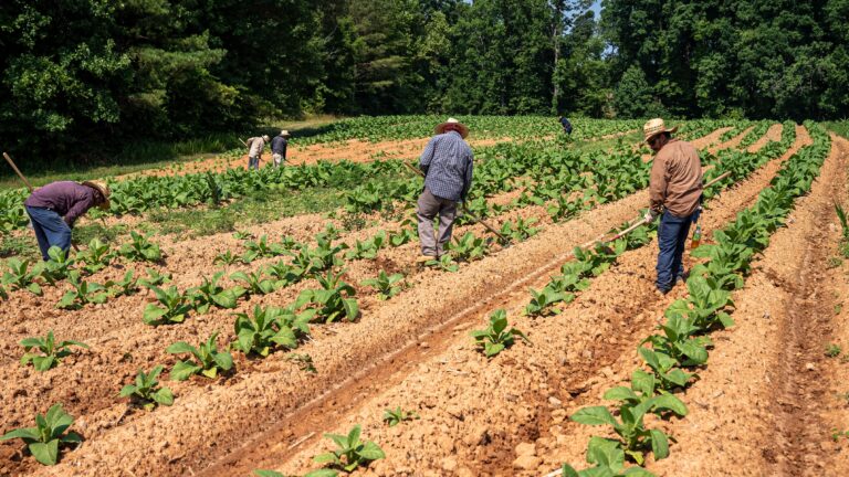 Produtores rurais podem acessar garantia da produção agrícola no Banco do Nordeste