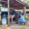 Produção de leite em Sergipe é a segunda que mais cresce no Nordeste